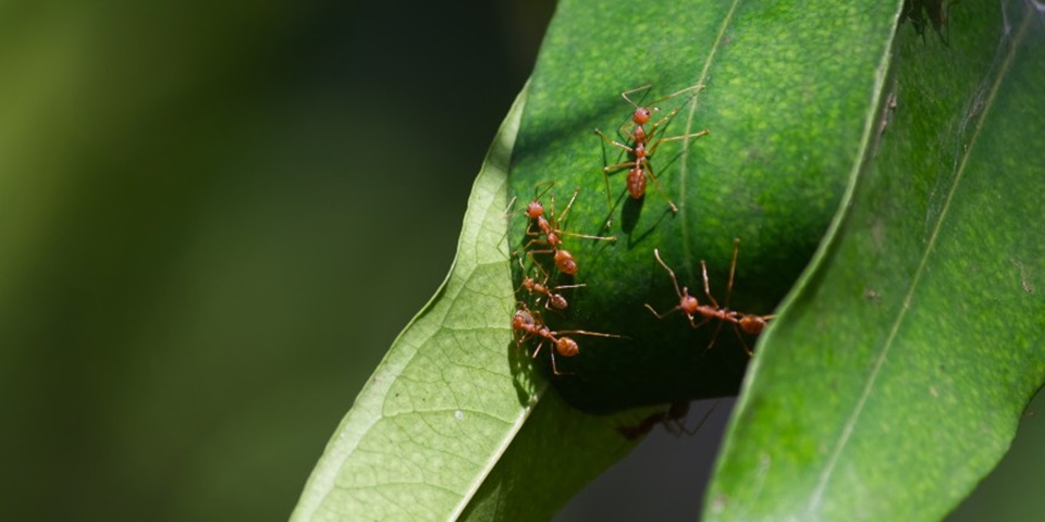 fire ants on a green leaf