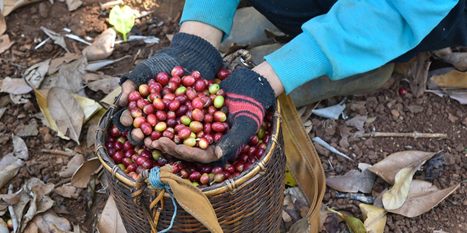 Arabica Coffee Farmer