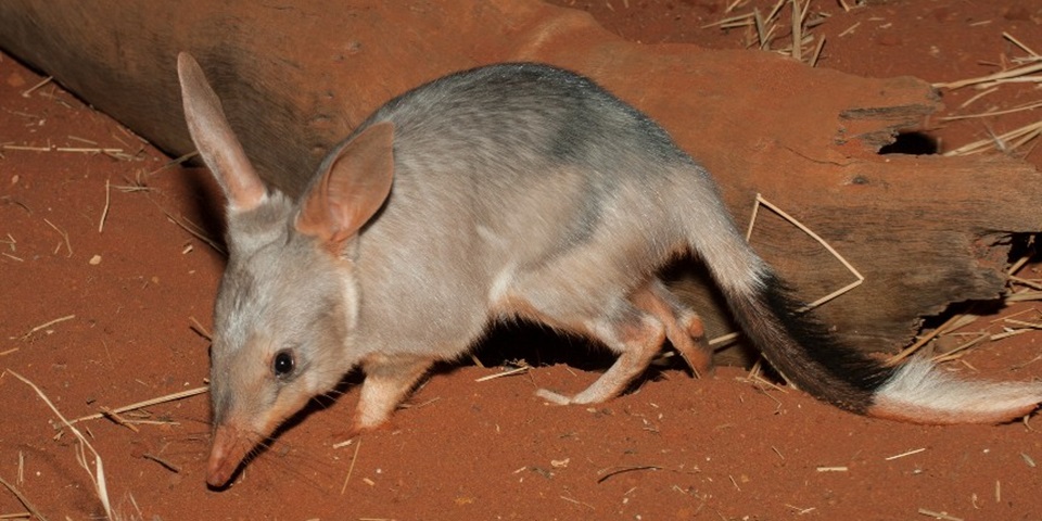 bilby in red dirt