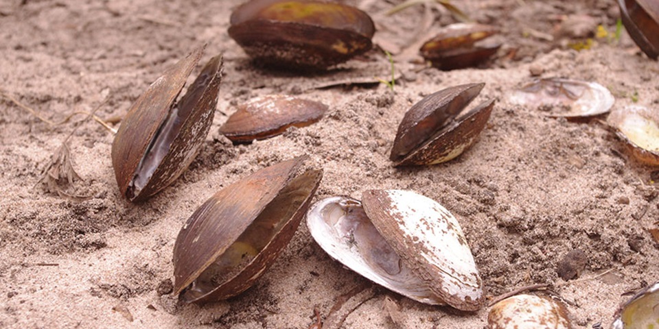 Australian mussel species feature