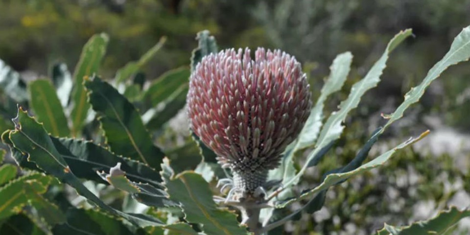 Banksia plant