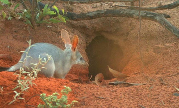 Bilby at burrow