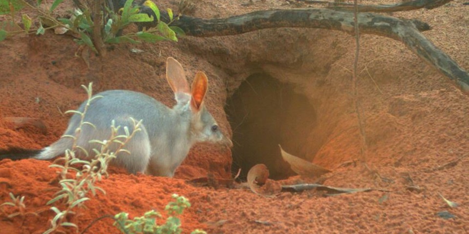 Bilby at burrow