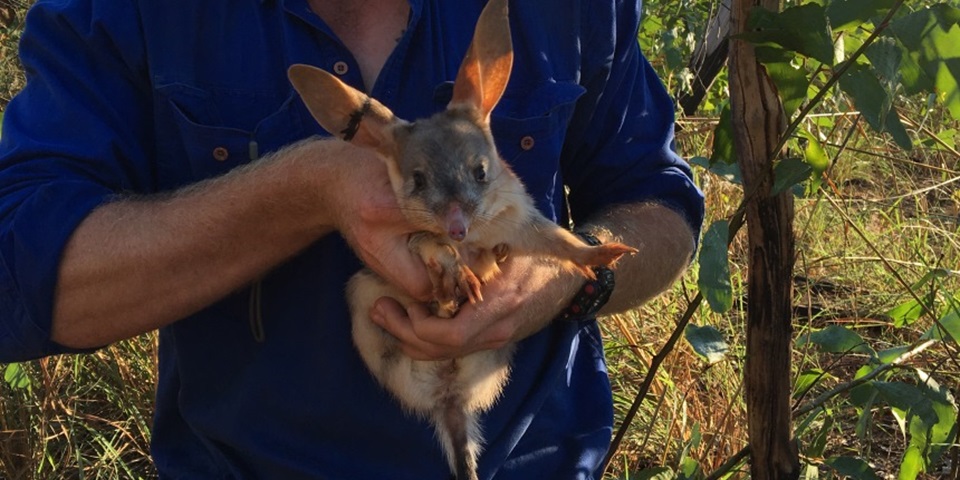 Bilby research feature