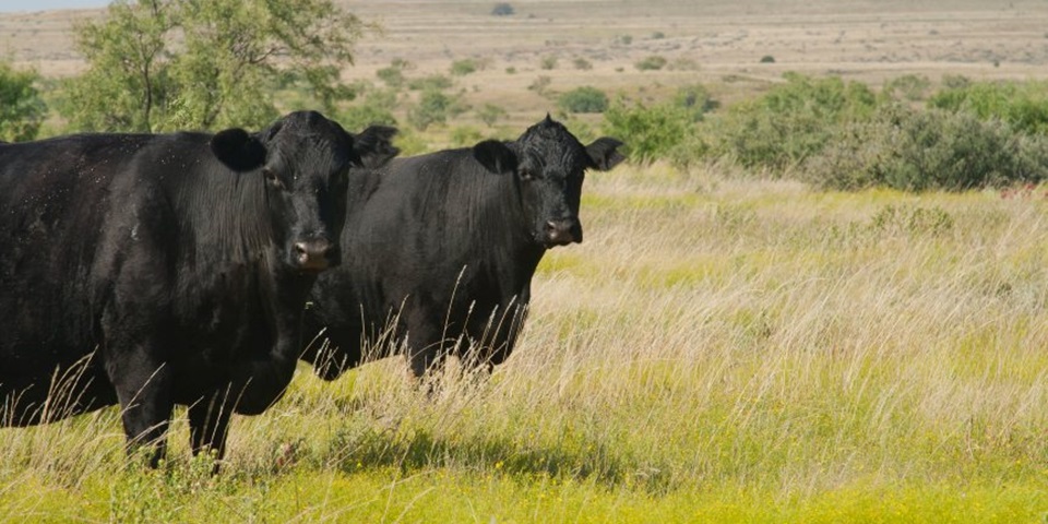 Black Angus cattle