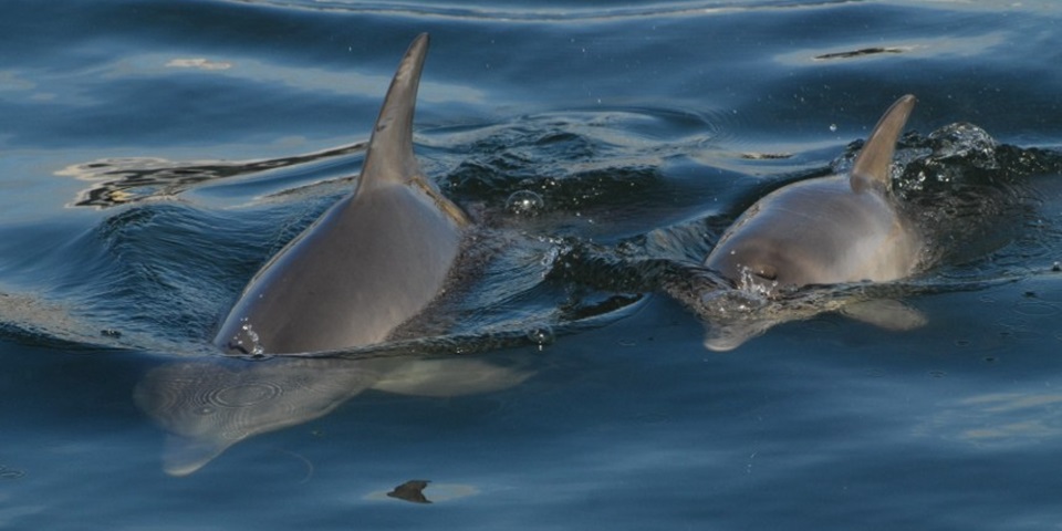 Two dolphins swimming in Bunbury waters