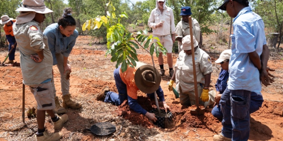 PhD student Sara Cavalcanti Marques planting kakadu plums on the revegetation project with Traditional Landowners near Broome.