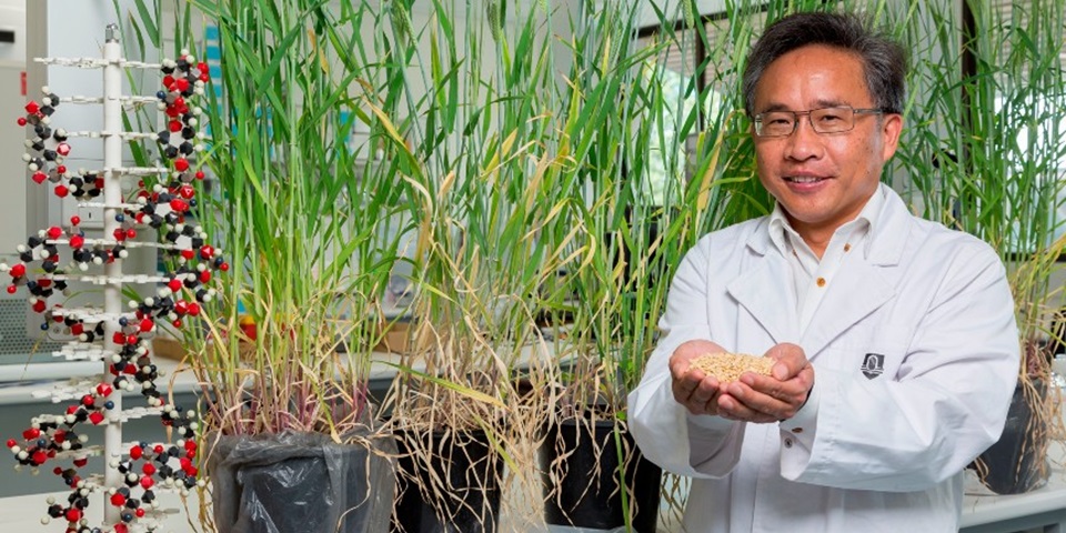 Professor Chengdao Li holding barley in a greenhouse