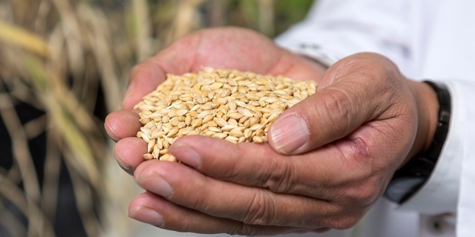 Hands holding barley