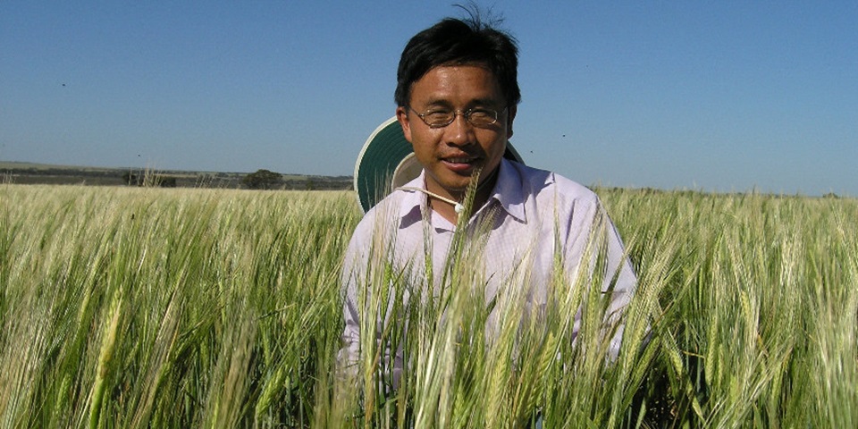 Chengdao Li in a barley field. Pic by DPIRD