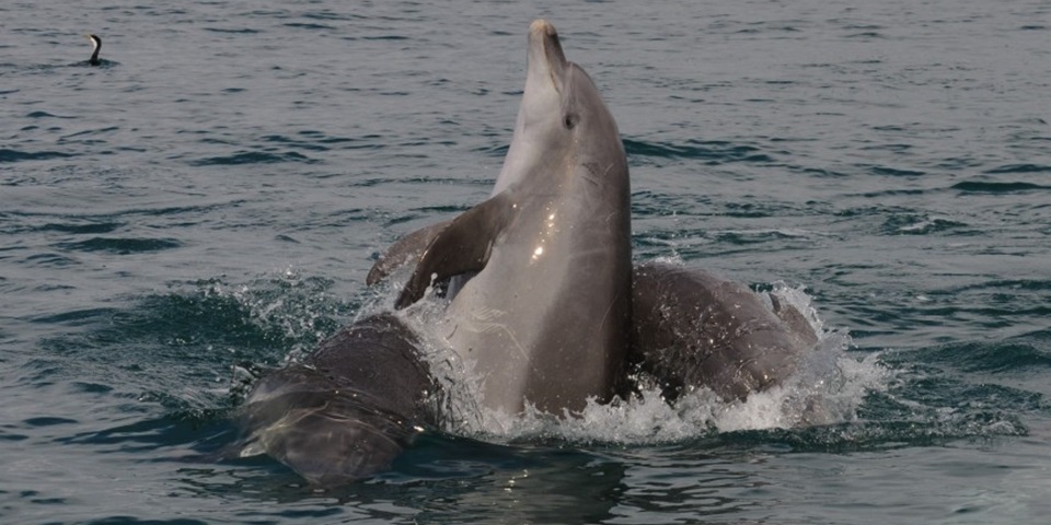 Resident male dolphins socialising in Cockburn Sound, Western Australia