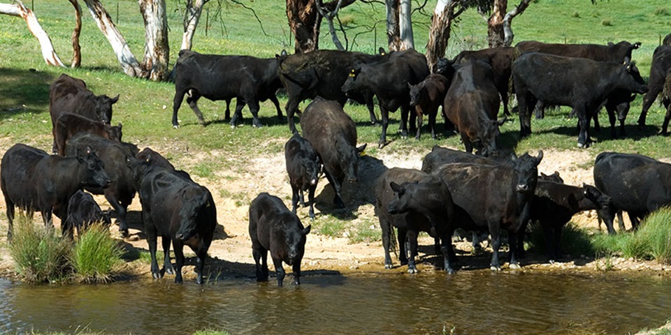 Cows drinking feature