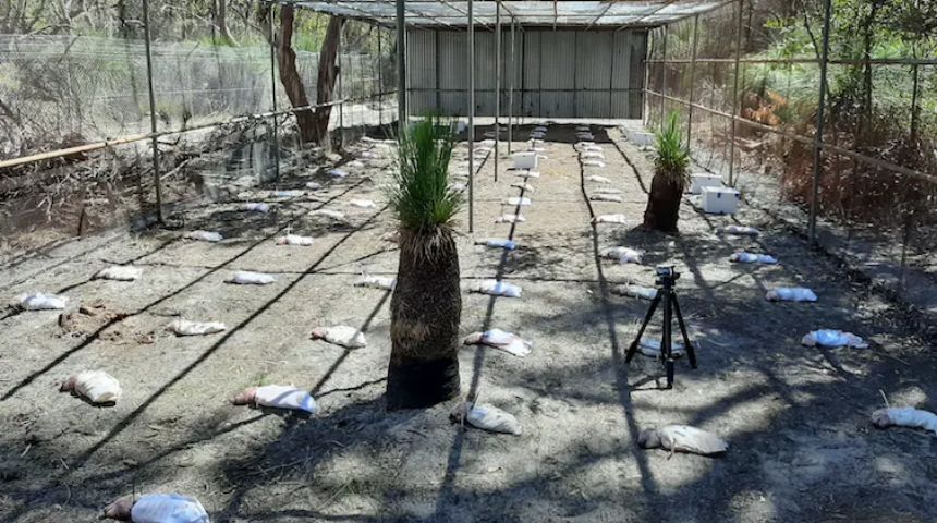 The experiment was conducted at a facility in Western Australia. Photo by Stevie Ziogos.