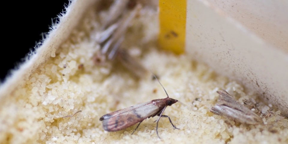 A destructive flour beetle, one of 200 different species found on a single cruise ship