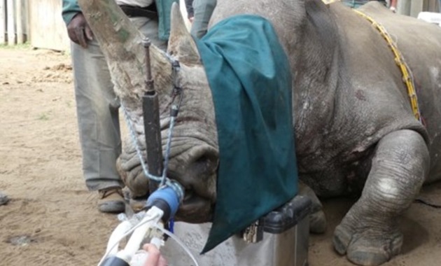 Diagnosing tuberculosis in African buffalo and elephants