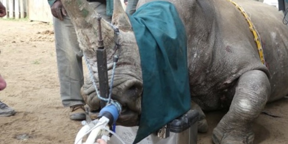 Diagnosing tuberculosis in African buffalo and elephants