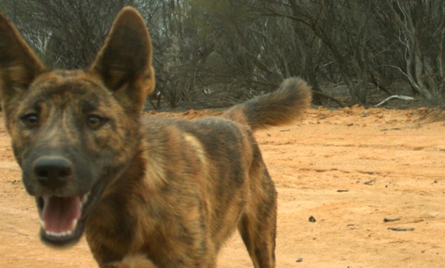 Dingo - feature image (860x480)