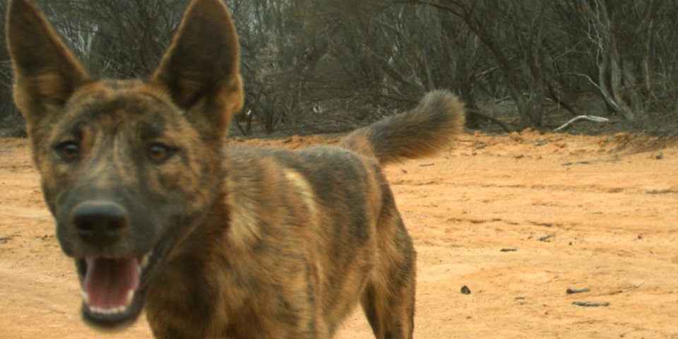 Dingo - feature image (860x480)