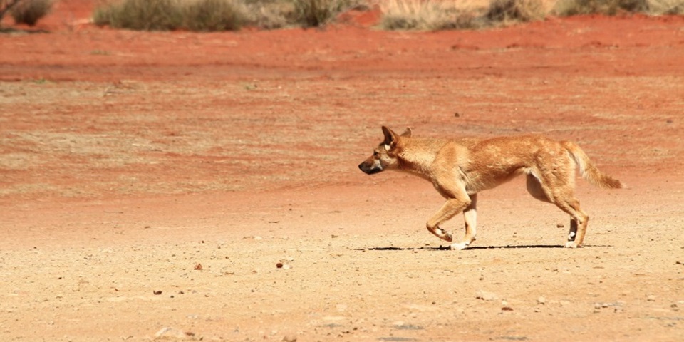 dingo feature