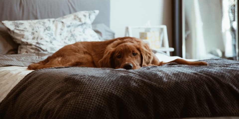 Dog sitting on bed