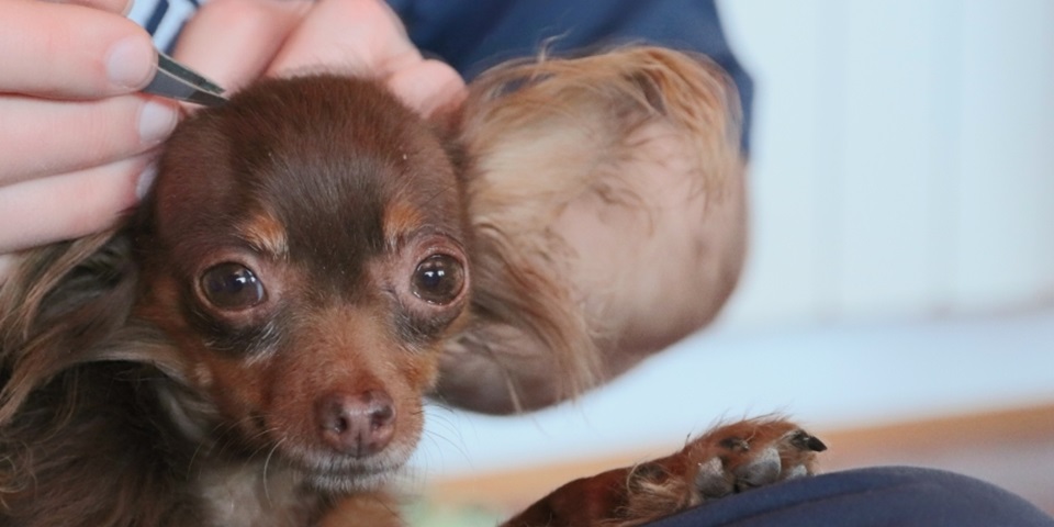 Person using tweezers to remove insects from dog