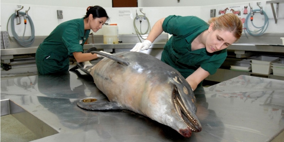 A dolphin undergoing a post mortem