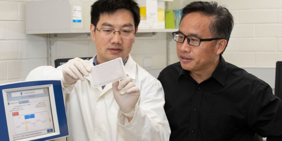 Gaofeng Zhou and Professor Chengdao Li examine a DNA array