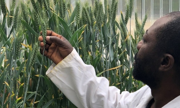 Murdoch University scientist, Dr John Fosu-Nyarko analysing modified wheat in a greenhouse