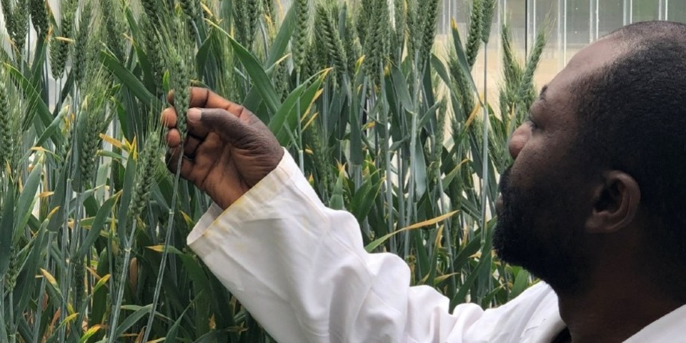 Murdoch University scientist, Dr John Fosu-Nyarko analysing modified wheat in a greenhouse