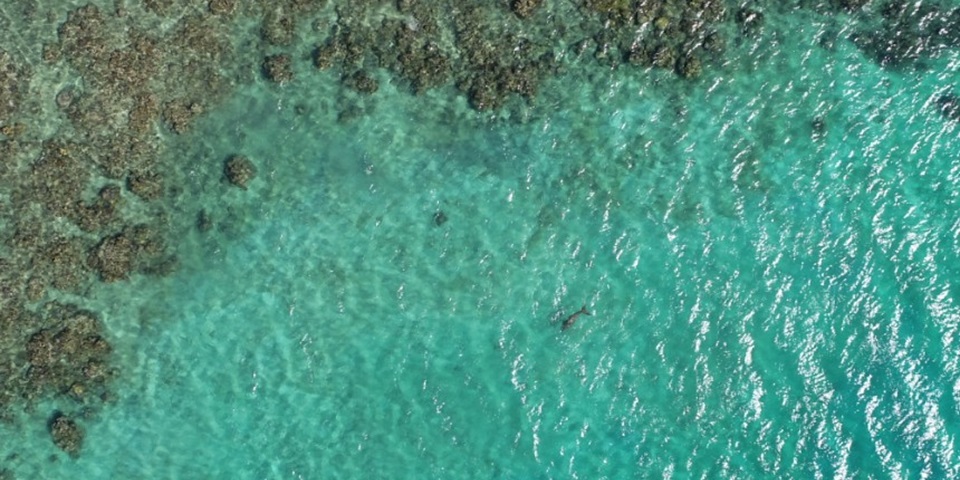 Drone view of dugongs