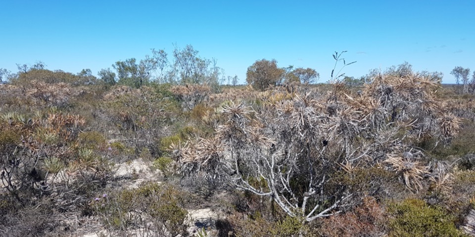 Drought-affected landscape