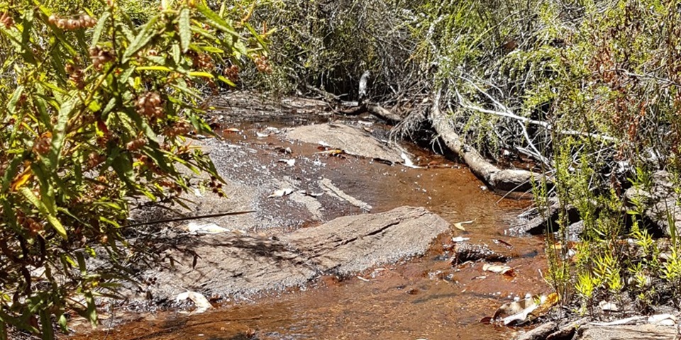 forrest stream