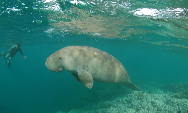 Dugong swimming in the coral reefs of New Caledonia