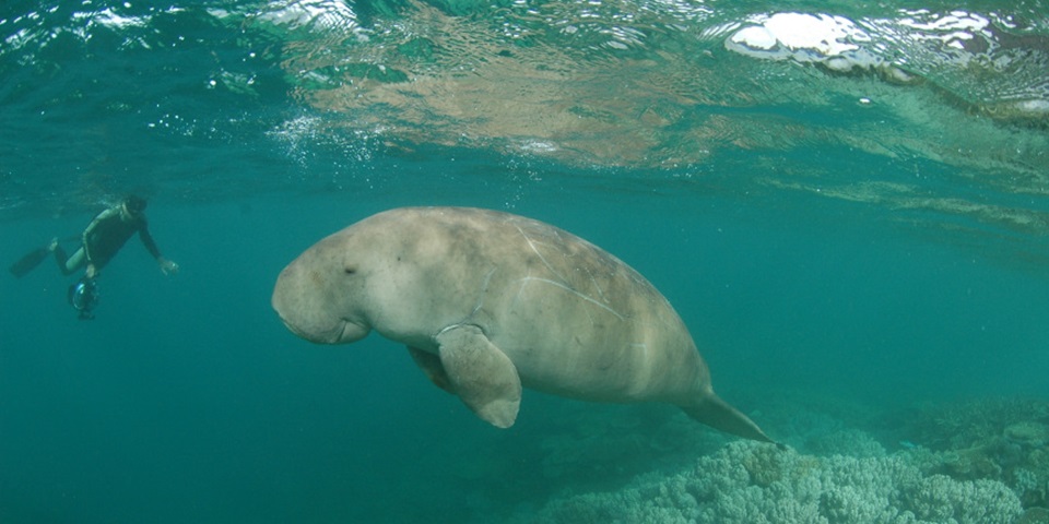 Dugong swimming in the coral reefs of New Caledonia