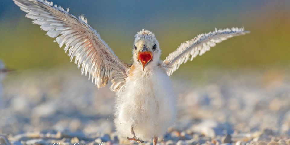 Fairy tern chick by Claire Greenwell