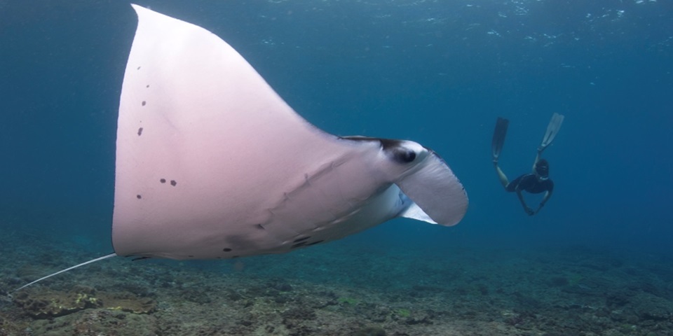 Freediver with manta by Andrea Marshall, Marine Megafauna Foundation