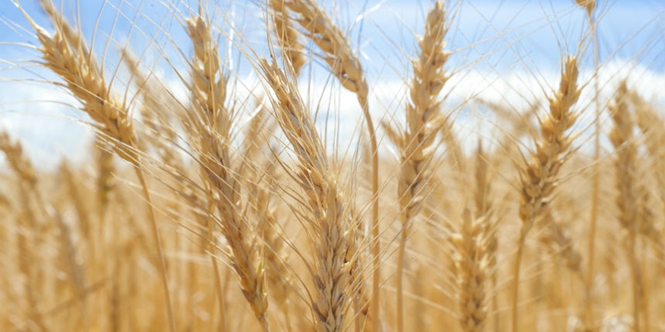 Gene study gives hope for low allergy wheat breeds