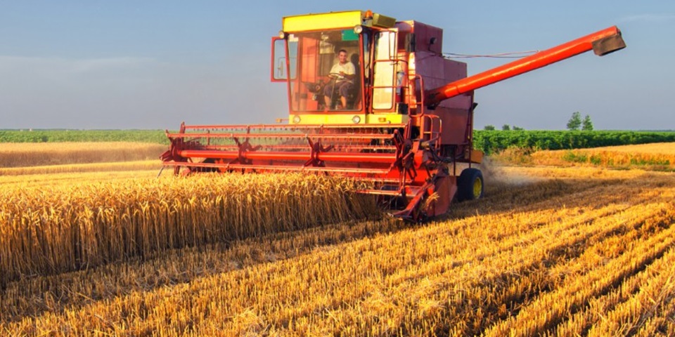 Combine harvester in a wheat field