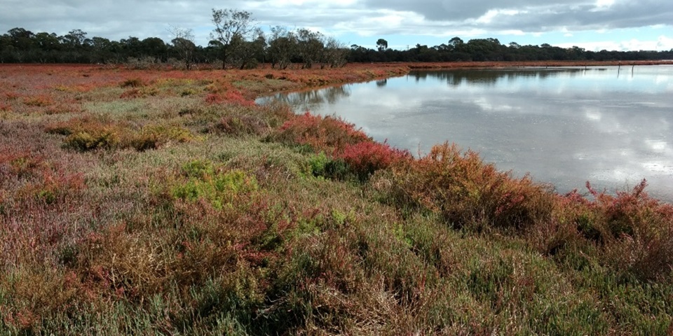 Healthy saltmarsh wetland