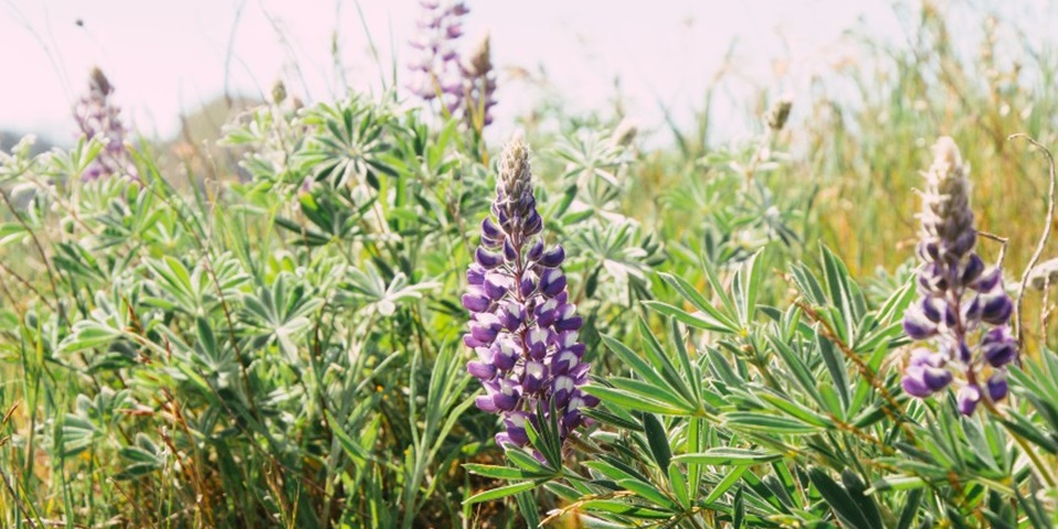 Lupin flowers in a field