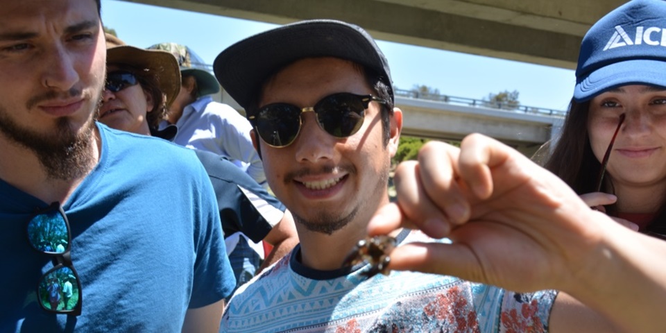 Man holding a smooth marron