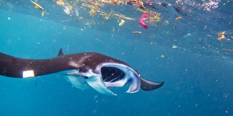 Microplastics, manta ray feature