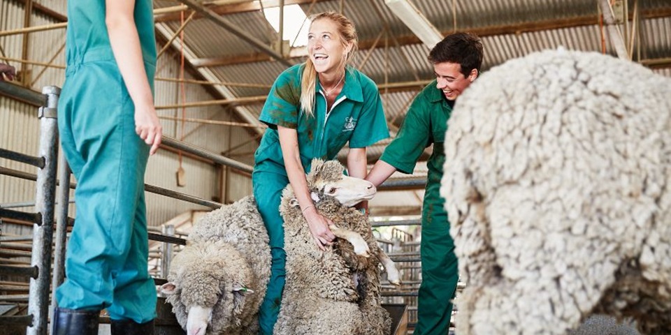 Murdoch students handling sheep