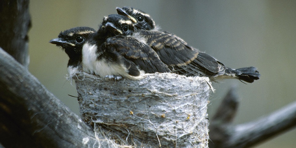 Nestlings feature