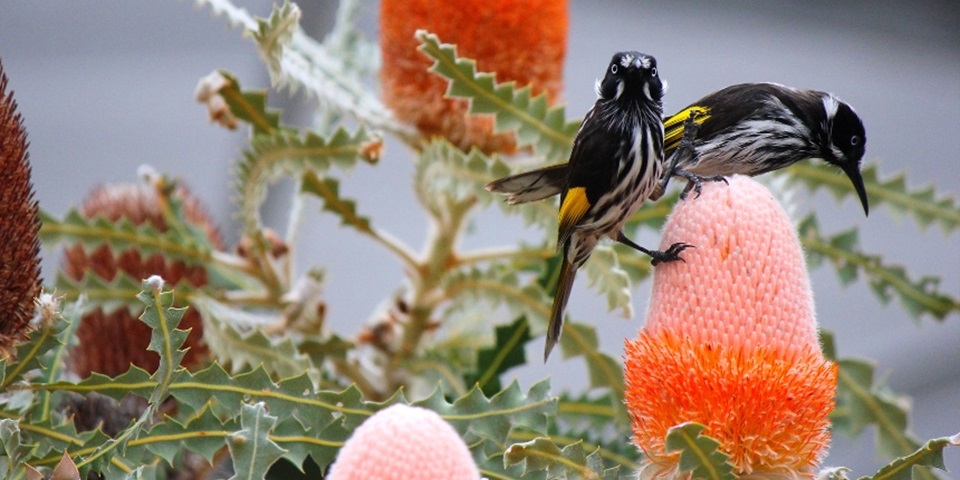 New Holland Honeyeaters in banksia tree