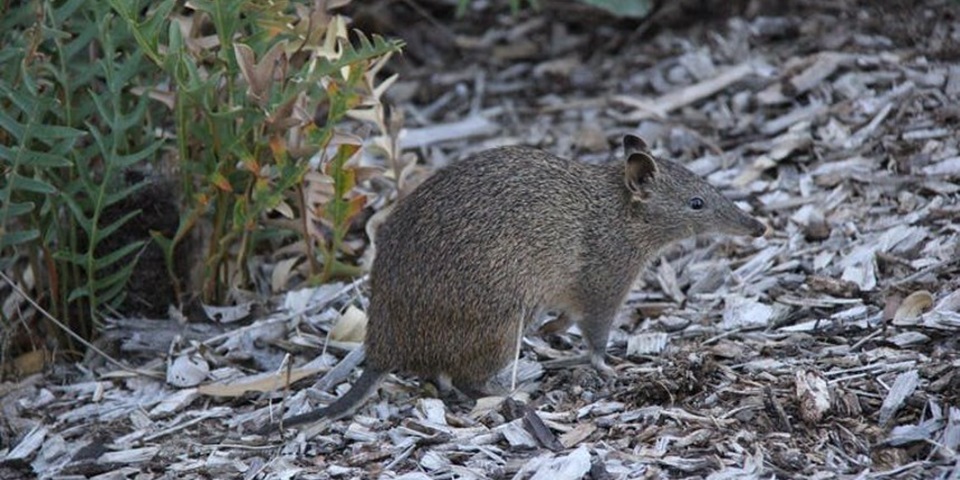 Quenda in the wild amongst bush, shrubs and leaves.