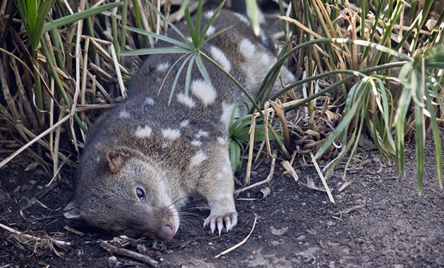 Quoll feature