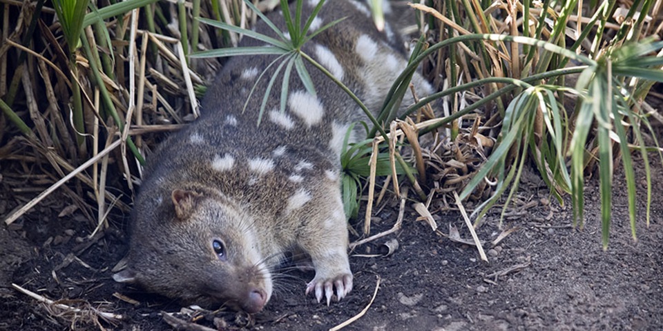 Quoll feature