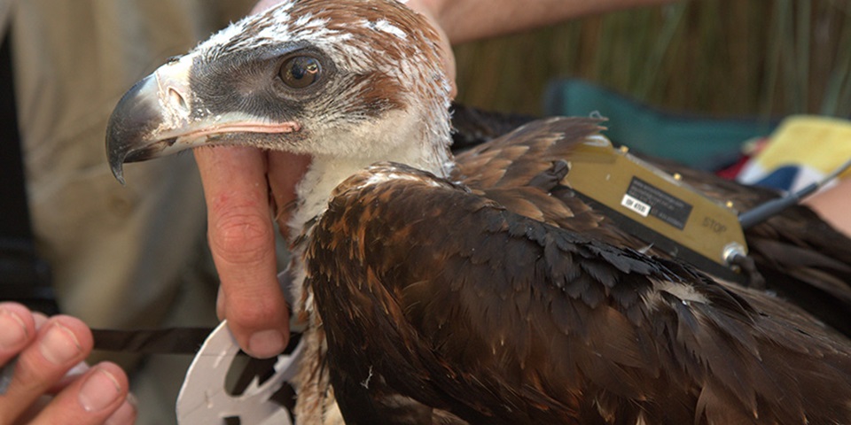 Raptor research feature