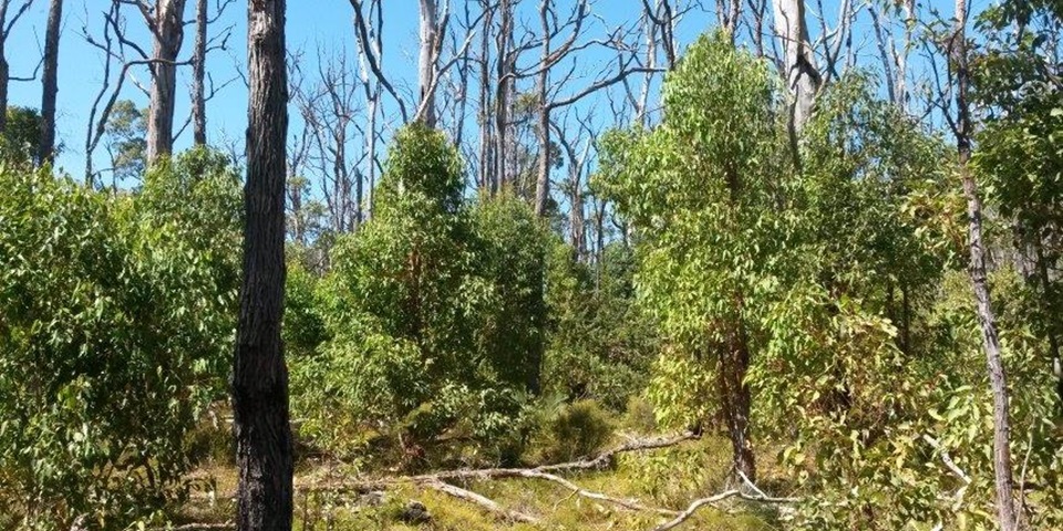 Regrowth in the Northern Jarrah Forest